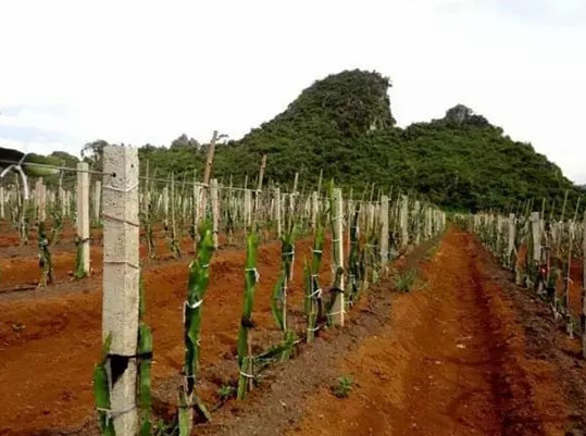 火龍果種植鋼絲、鋼絞線